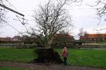 Leider hat der Sturm auch einige der schönen alten Bäume im Bhf Padborg erwischt, fasziniert von der Größe einer Baumwurzel inspizierte mein Ableger den  Baumunfall  wie sie es