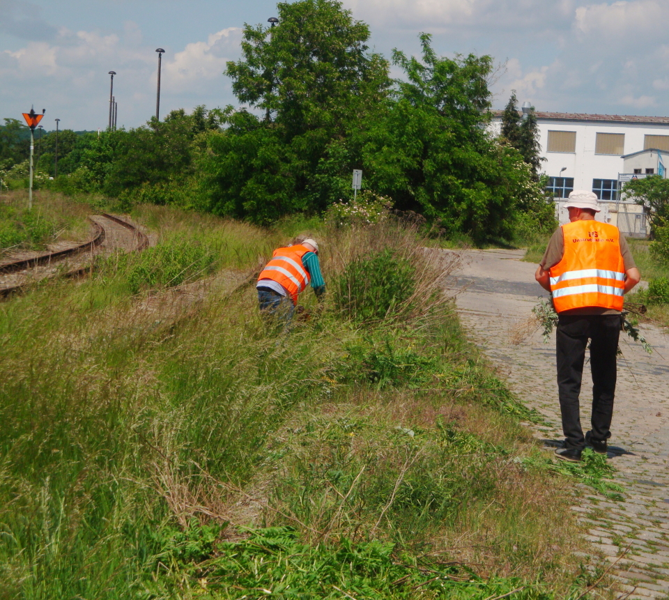 Arbeitseinsatz am 28.05.2011 am Naumburger Ostbahnhof, um das ehemalige Verladegleis freizuschneiden. (Foto: G�nther G�bel)