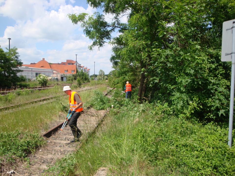 Arbeitseinsatz am Naumburger Ostbahnhof, um das ehemalige Verladegleis freizuschneiden; 28.05.2011 (Foto: G�nther G�bel)