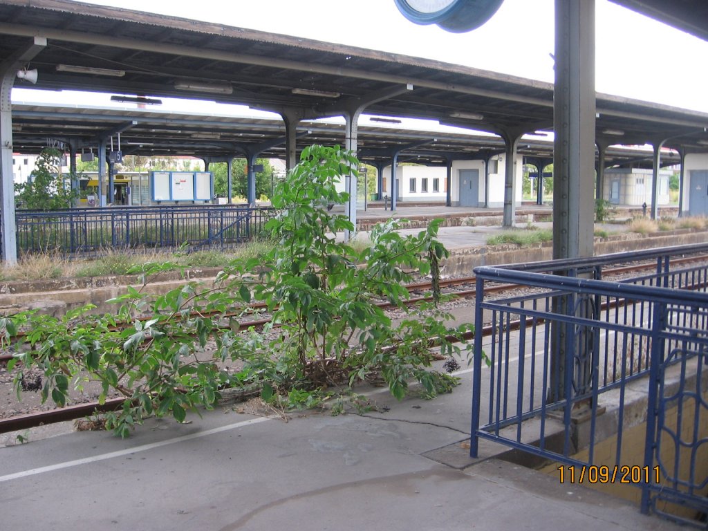 Blick von Bahnsteig 1 �ber die restlichen Bahnsteige in Zeitz. Die Natur erbobert sich schon teilweise ihren Platz zur�ck; 11.09.2011 (Foto: Hans Grau)