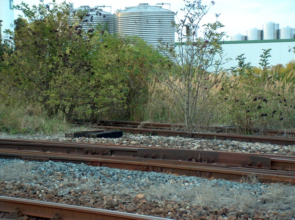 Bl�hende Landschaften auf den ehemaligen Rangiergleisen, am Ostkopf vom Bf Laucha; 12.09.2009