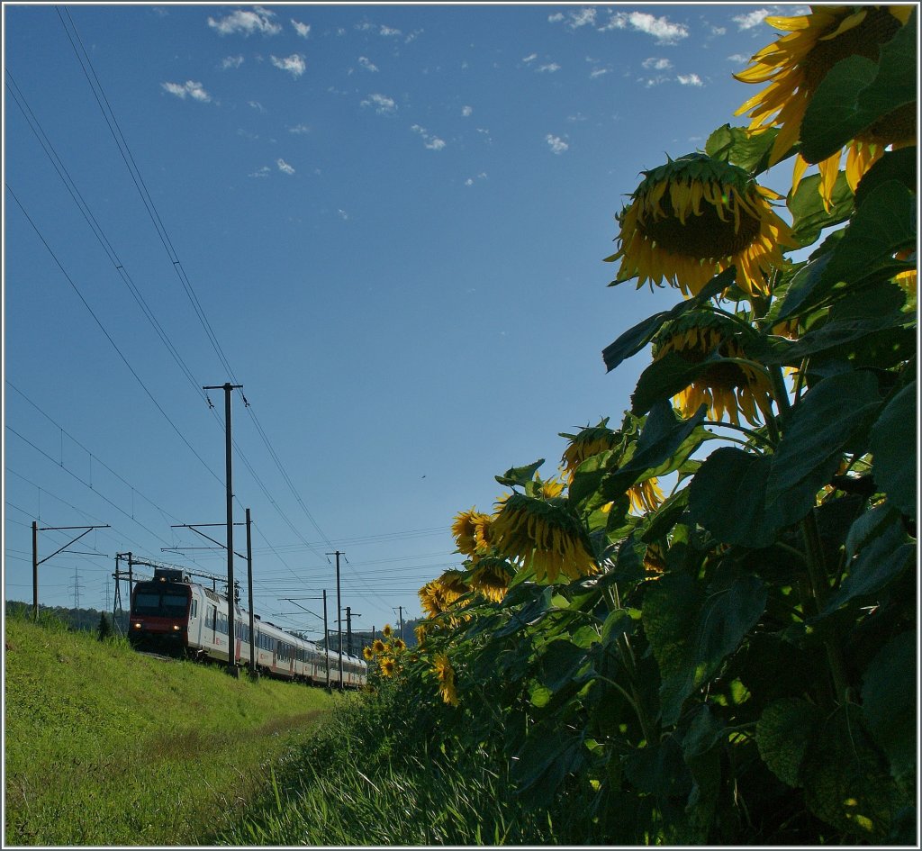 Da sich der Sommer langsam den Ende entgegenneigt, noch ein paar letzte Sonneblumengegnlichtbilder: 
Ein Mehrstrom NPZ bei Pieterlen.
31. Juli 2013