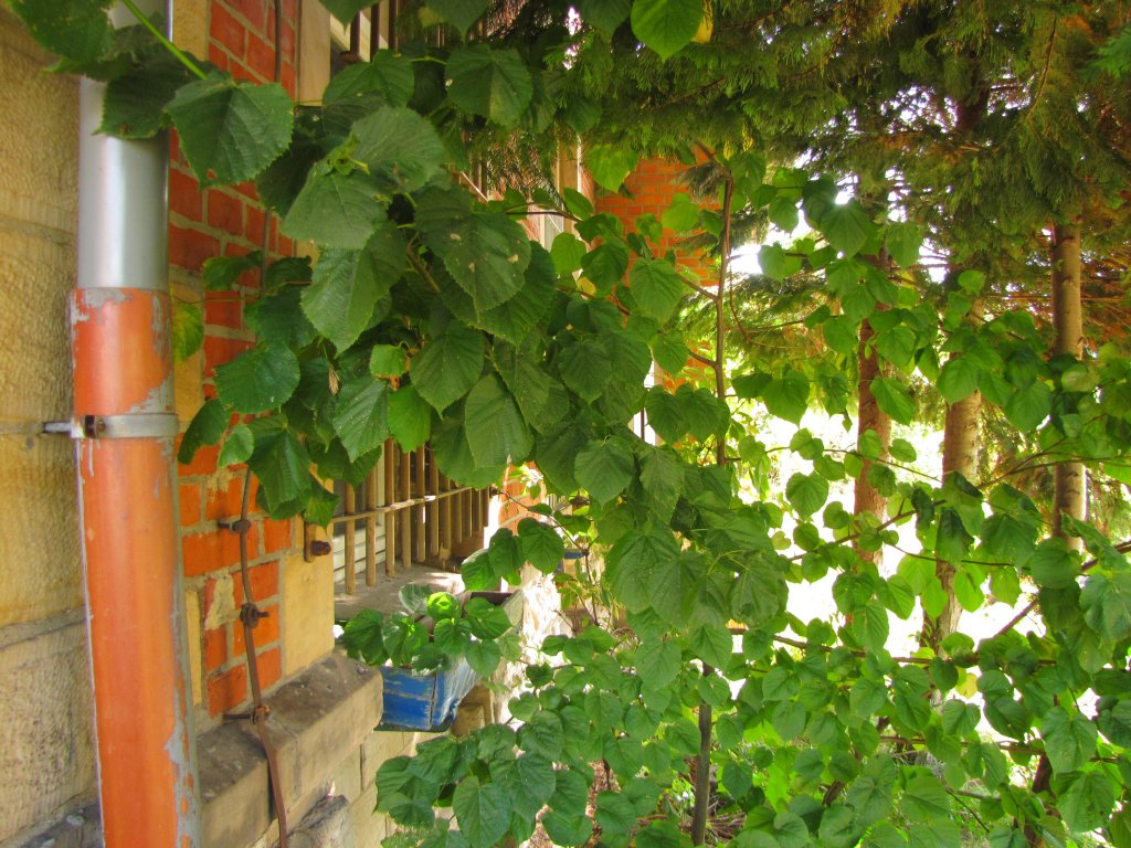 Das Fenster der fr�heren Fahrkartenausgabe am 09.09.2012 im Bf Laucha.