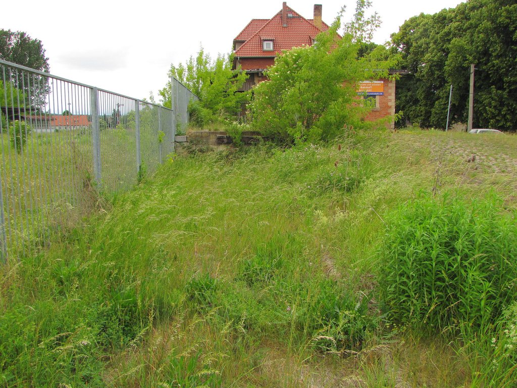Das zugewachsene ehemalige G�terverladegleis im Bf Laucha; 06.06.2011