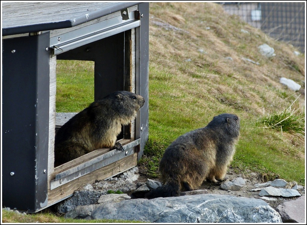 Der Anfang vom Zoo an den Rochers de Naye ist gemacht. 26.05.2012 (Hans)