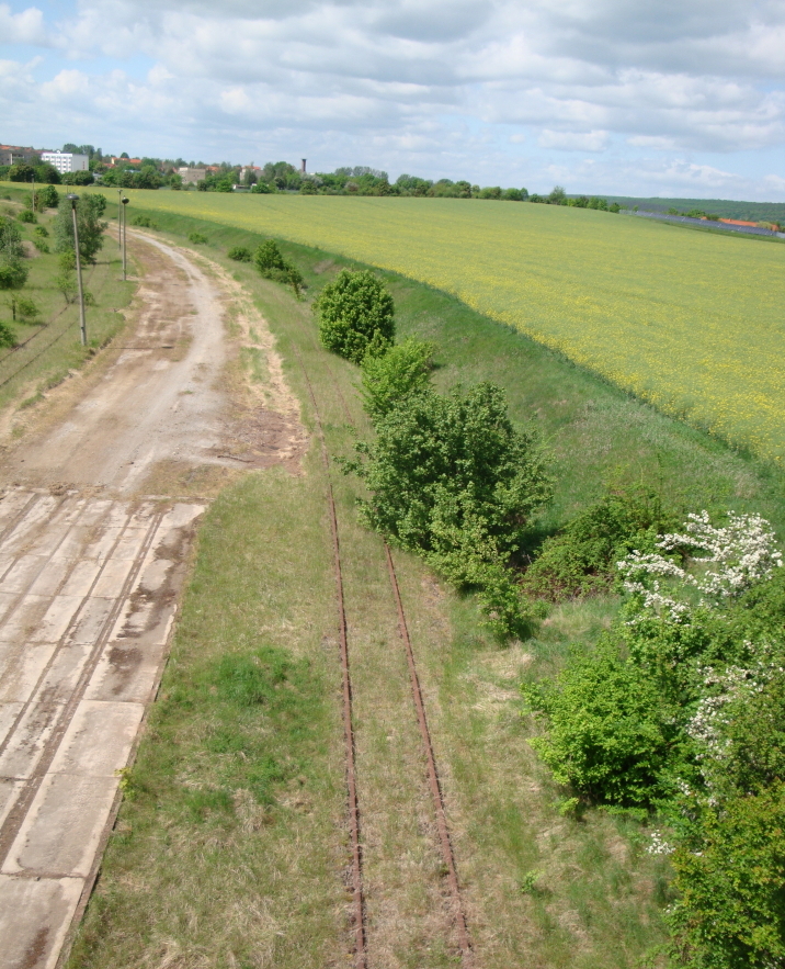 Die ehemaligen Anschlu�bahngleise zum Kaliwerk in Ro�leben; 12.05.2012 (Foto: G�nther G�bel)