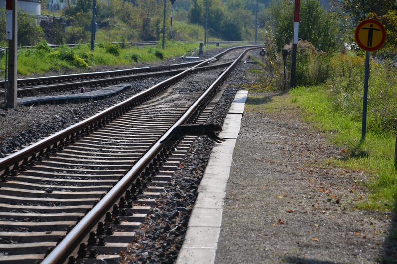 Die Karsdorfer Bahnhofskatze schaute beim 6. Dampflokfest in Karsdorf auch vorbei und sprang �ber die Gleise; 25.09.2011 (Foto: Roberto Franke)