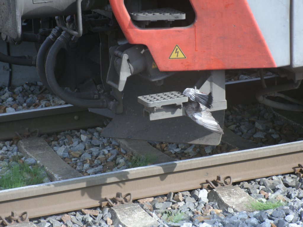 Dieser  Blinde Passagier  wurde,am 01.Juli 2012 unfreiwillig von 101 041-2 bis Bergen/Rgen mitgenommen.