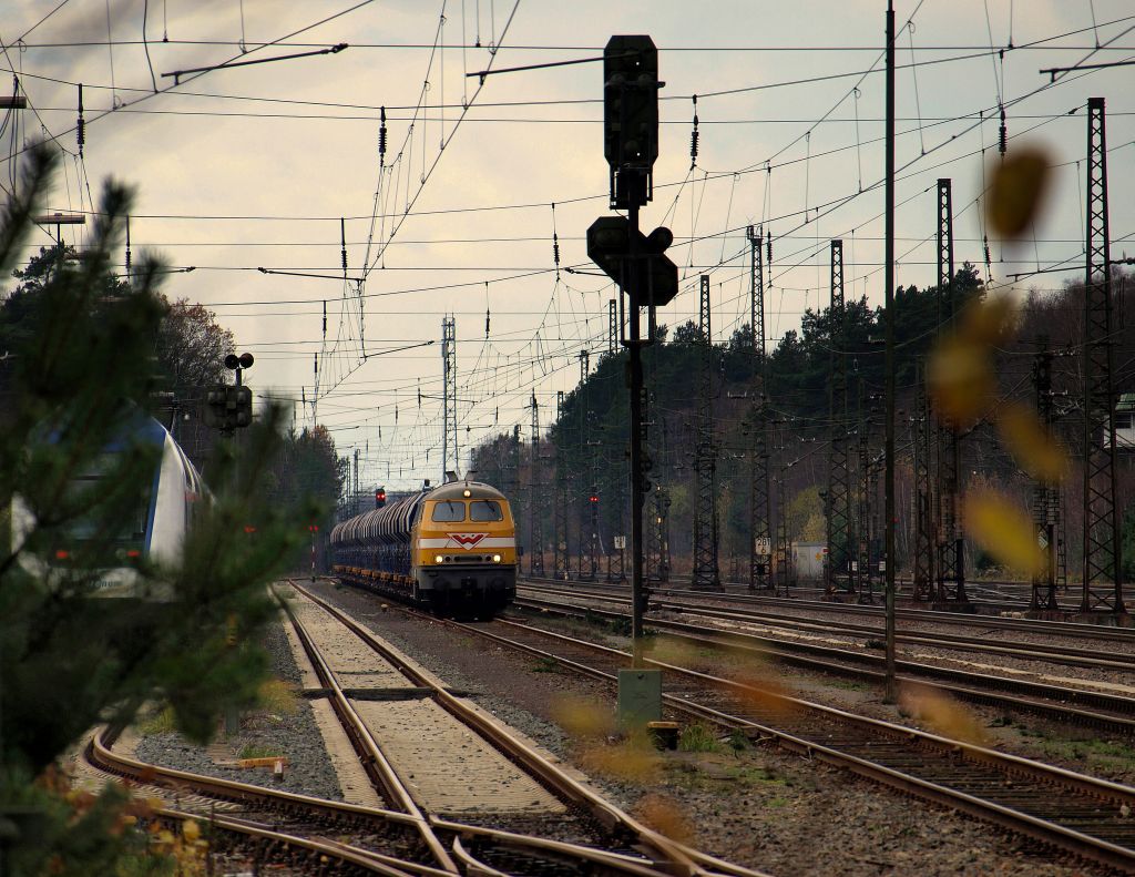 Durch die Bsche geschaut. Rotenburg/Wmme 13.11