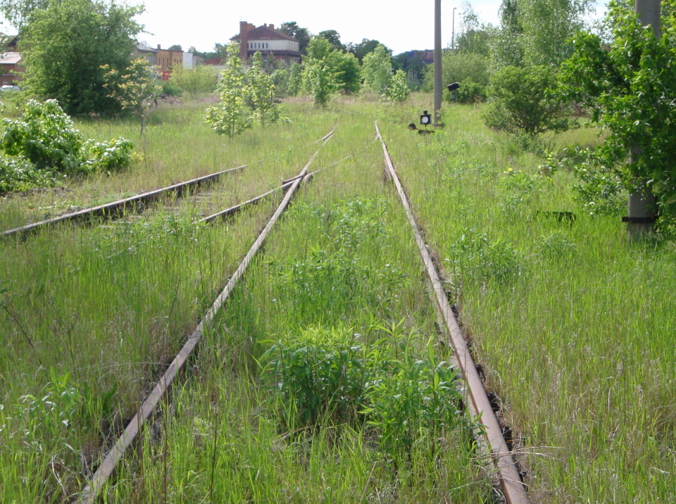 Fast zugewachsene Gleise im Bf Ro�leben; 12.05.2012 (Foto: G�nther G�bel)