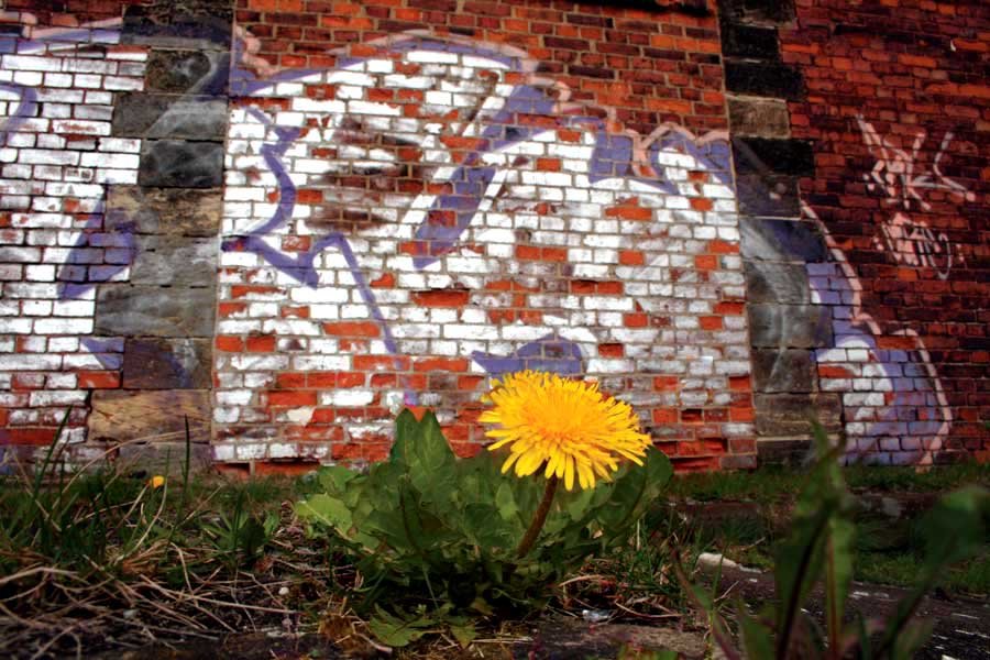 Grafittikunst im Bahnhof Reinsdorf; Mai 2004 (Foto: Selmar Petzoldt)
