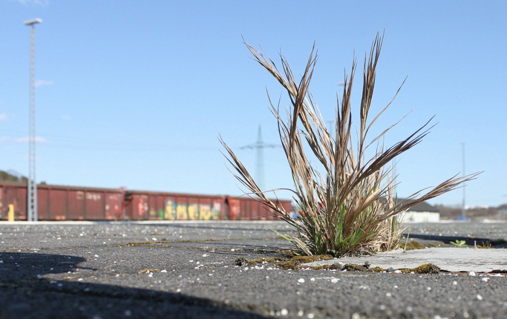 Was macht man wenn grad nix kommt? Richtig, man fotografiert das derzeit noch recht wenig vorhandene Unkraut am Bahnhof von Montabaur...