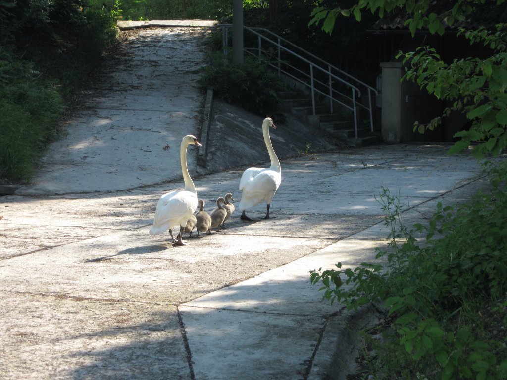 Wurden vermutlich von der Burgenlandbahn nicht mitgenommen - Eine Schwanenfamilie beim  R�ckzug  am 18.06.2012 am Hp Zementwerk Karsdorf. (Foto: Hans Grau)