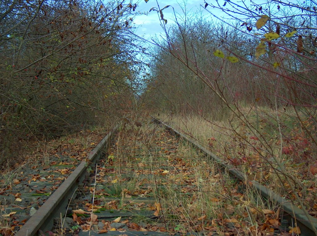 Zugewachsenes Finnebahngleis bei Golzen, Blick Richtung Laucha; 15.11.2009