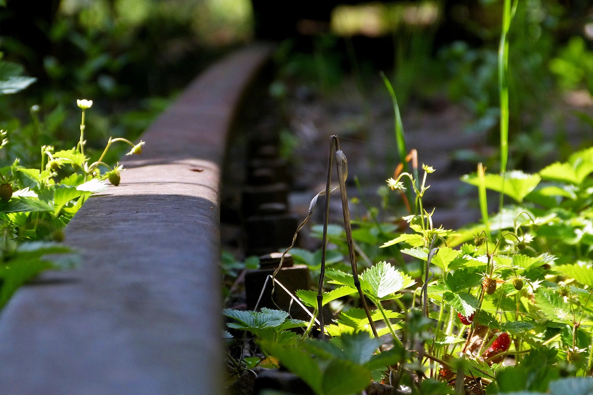 . Die Vegetation erobert sich ihr Recht zurck im Dampflok Museum Hermeskeil. 09.06.2014 (Jeanny)