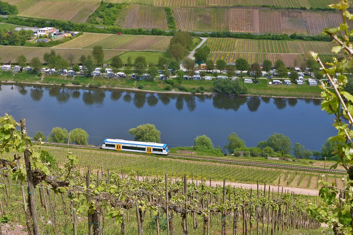 . In den Weinbergen in Reil an der Mosel kann man die Strecke Bullay - Traben-Trarbach einsehen - Der Rhenus Logistics Stadler Regio-Shuttle 650 351 kommt am 13.05.2015 aus Traben-Trarbach und hat soeben den Bahnhof von Reil verlassen und fhrt nun an der Mosel entlang, bevor er den Pndericher Hangviadukt befhrt auf seiner Reise nach Bullay. (Jeanny)