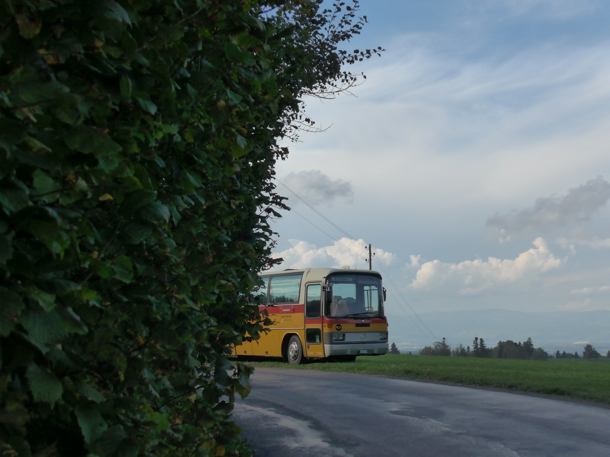 (155'547) - Buzzi, Bern - BE 910'789 - Mercedes (ex Mattli, Wassen) am 5. Oktober 2014 in Kaltacker, Lueg