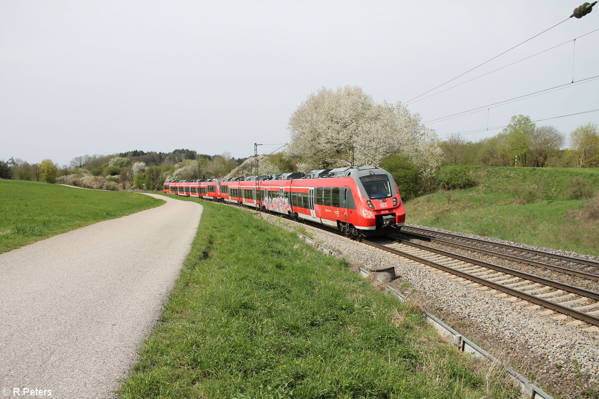 442 233 + 442 xxx als S1 S39143 Bamberg - Neumarkt/Oberpfalz bei Pölling. 07.04.24