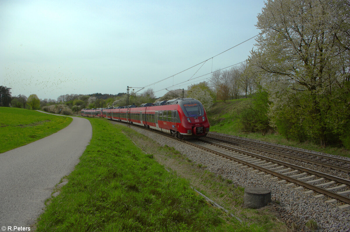 442 304 als RE50 RE58419 Nürnberg - Regensburg bei Pölling. 07.04.24