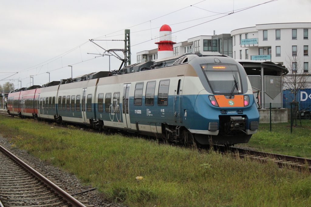 50 Jahre Rostocker S-Bahn Hamster 442 837 als S3 von Warnemünde nach Güstrow bei der Einfahrt in Warnemünde-Werft.03.11.2024