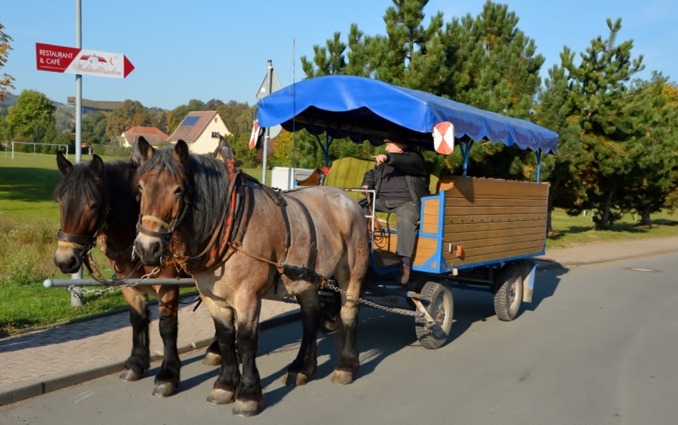 Am 03.10.2015 verkehrte der  Unstrut-Schrecke-Express  aus Erfurt nach Wangen. Die Fahrg�ste hatten dann die M�glichkeit mit 2 PS (deutsches Kaltblut) hinauf zur  Arche Nebra  zu fahren.