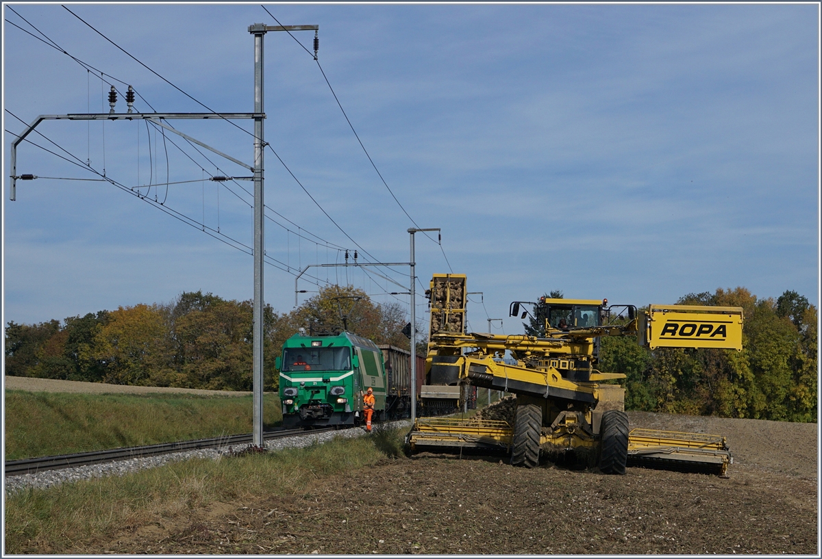 Auf offener Strecke werden bei Reverolle die Zuckerrüben verladen, der Reisezgverkehr wird in der Zwischenzeit im SEV abgewickelt. 
17. Okt. 2017