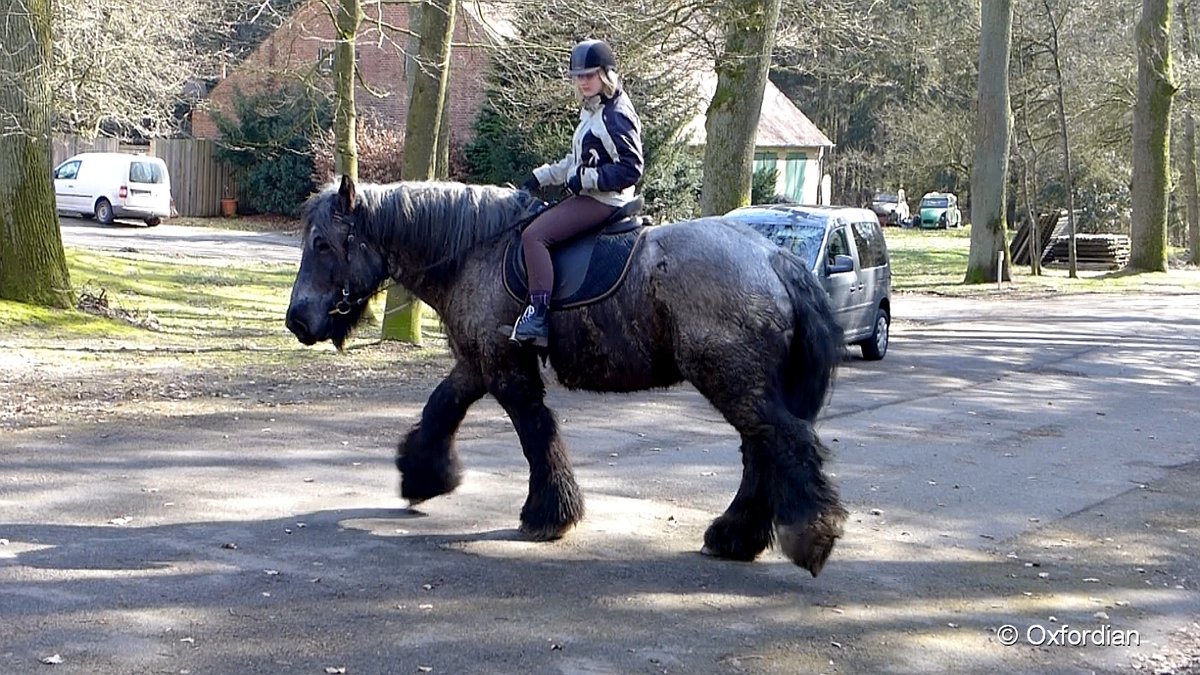 Belgisches Kaltblut (Brabanter) in der Lneburger Heide. Das Tier trgt Ende Mrz noch sein Winterfell und schwitzt bei den Frhlingstemperaturen. Gewicht des Kaltblters 1200 kg.