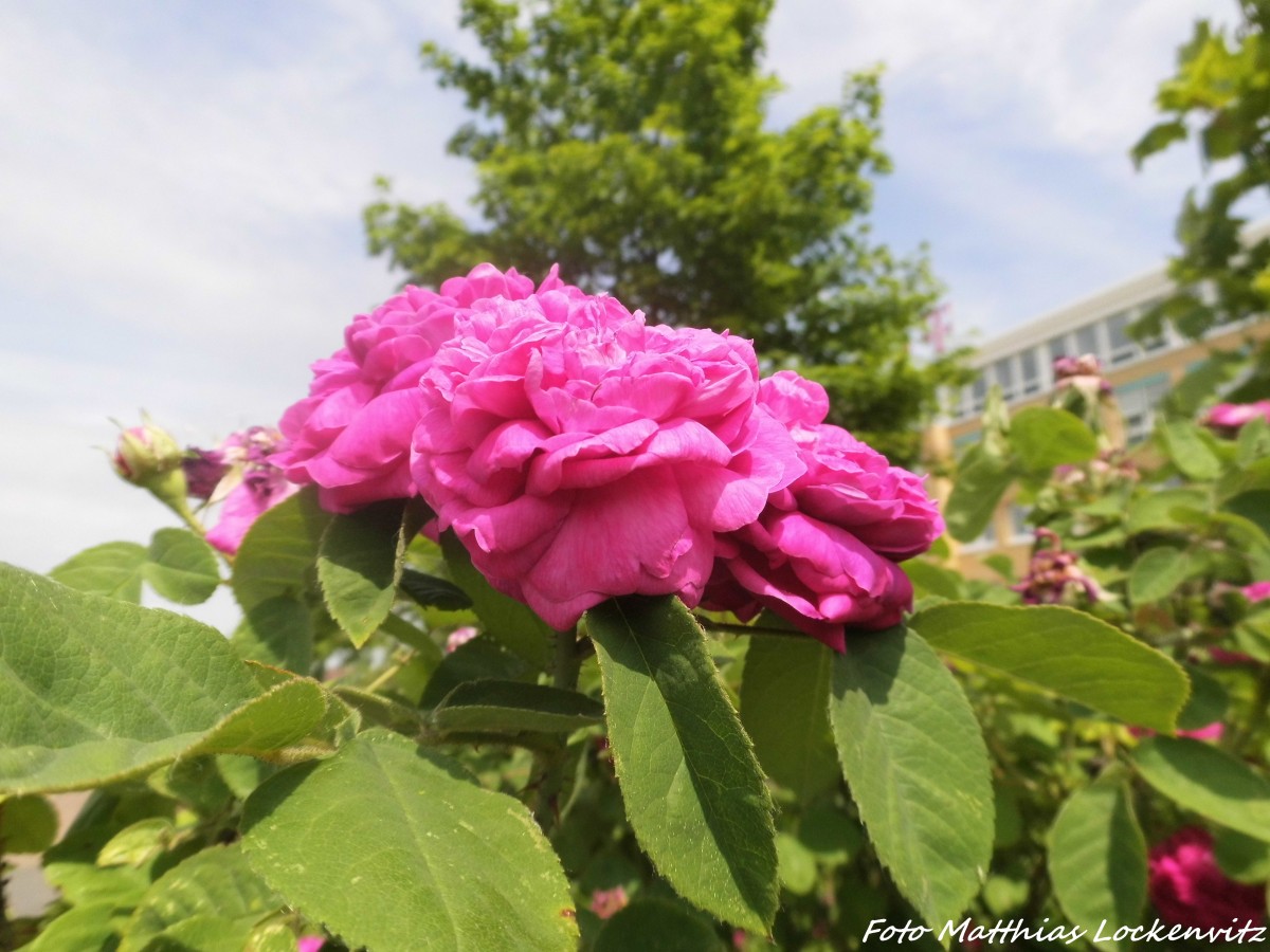 Blumenvielfalt in Halle (Saale) am 8.6.15