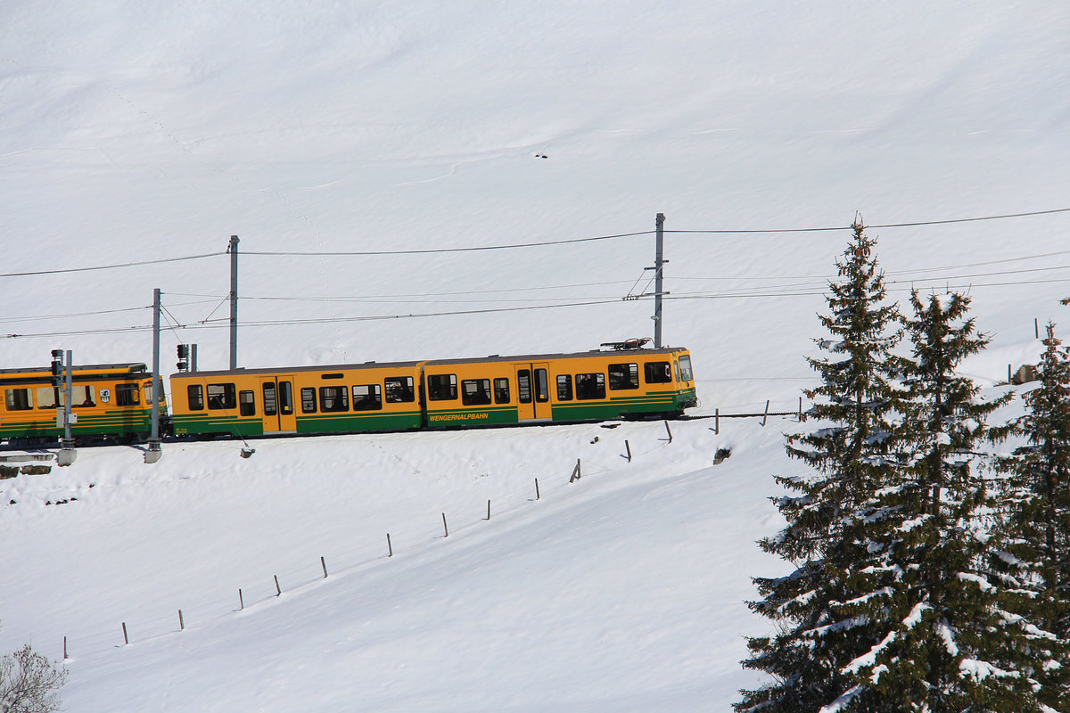 Der Wengernalpbahn Gelenksteuerwagen 251 zwischen Wengen und Allmend. 29.April 2017