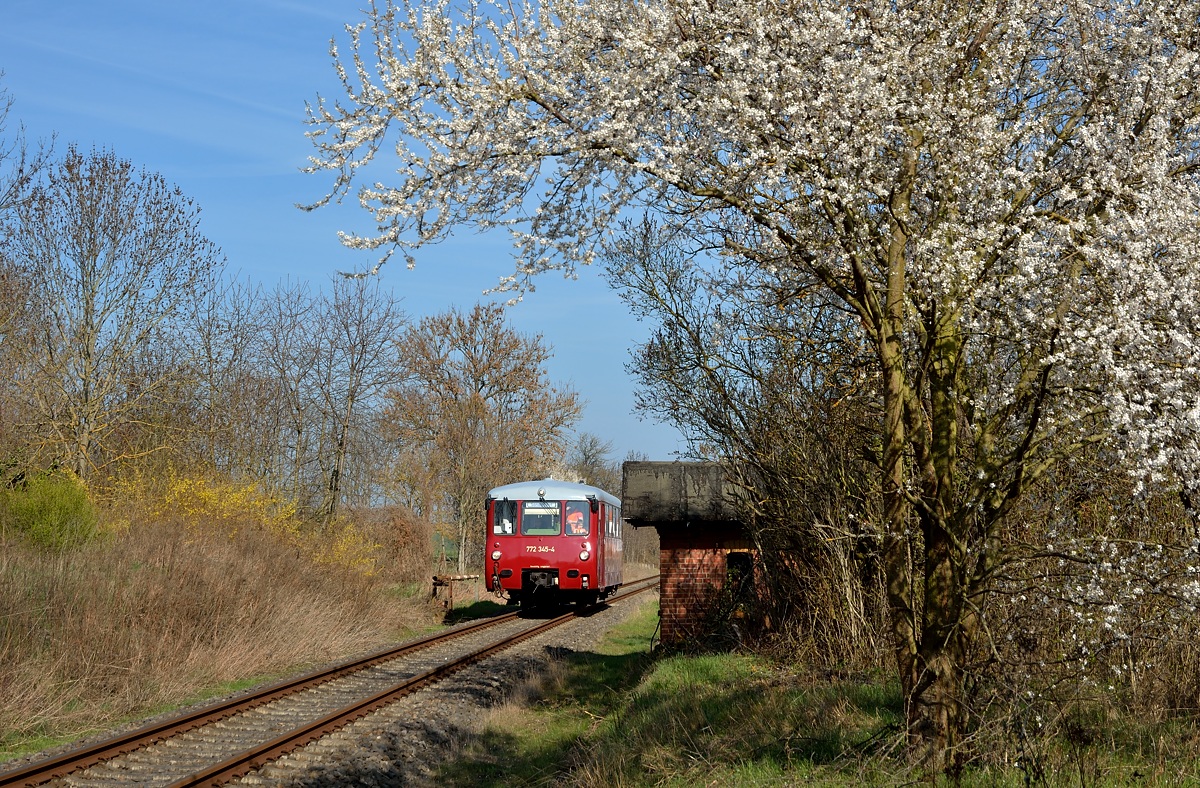 EBS 772 345-4 als DLr 61841 von Karsdorf nach Großheringen, am 30.03.2019 am ehem. Posten 6a in Laucha. Ab Großheringen fuhren die Mitglieder vom Pfefferminzbahnverein mit dem Triebwagen als Sonderzug zu ihrer Mitgliederversammlung über die Pfefferminzbahn bis Sömmerda. (Foto: Hans-Jürgen Warg)