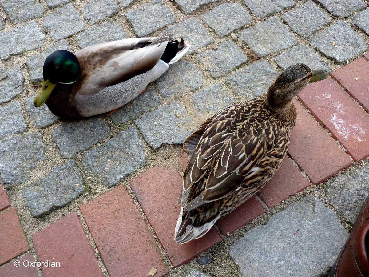 Ehepaar Duck in Büsum.