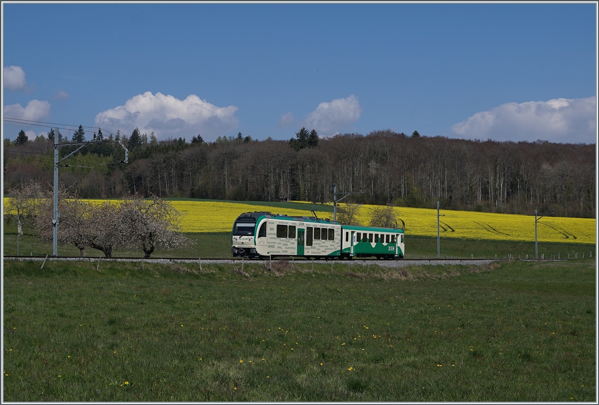 Ein BAM Regionalzug von L'Isle nach Apples fährt schon fast am Ziel durch eine blühende Frühlingslandschaft kurz vor Appples.

20. April 2021