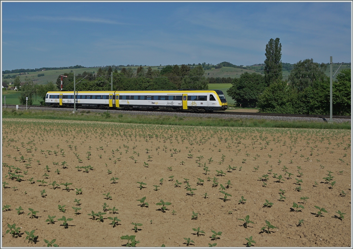 Ein DB VT 612 ist im Klettgau zwischen Wilchingen-Hallau und Neunkirch auf dem Weg in Richtung Schaffhausen und passiert gerade das Einfahrsignal der Gegenrichtung von Wilchingen. Nachdem in Rangierbahnhof Biel die Formsignale verschwunden sind stehen hier - von Museumsbahnen abgesehen - die letzten Formsignale in der Schweiz. 

15. Mai 2022