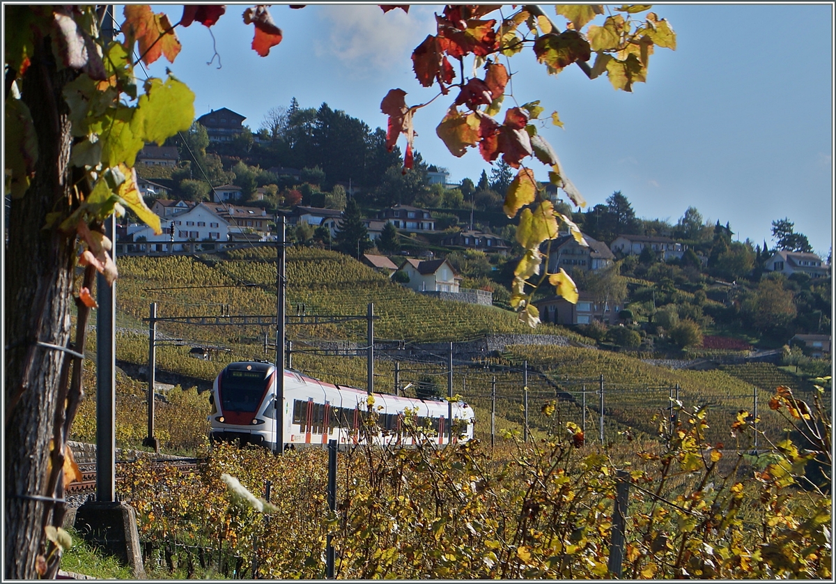 Ein Flirt in den herbstlichen Weinbergen des Lavaux bei Grandvaux. 
23. Okt. 2014