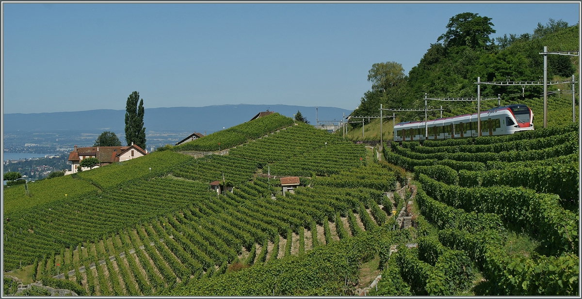 Ein Flirt in den Weinbergen des Lavaux.
18. Juli 2012