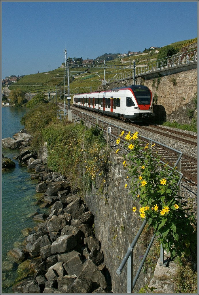 Ein SBB Flirt RABe 523 zwischen Rivaz und St-Saphorin.

3. Okt. 2013