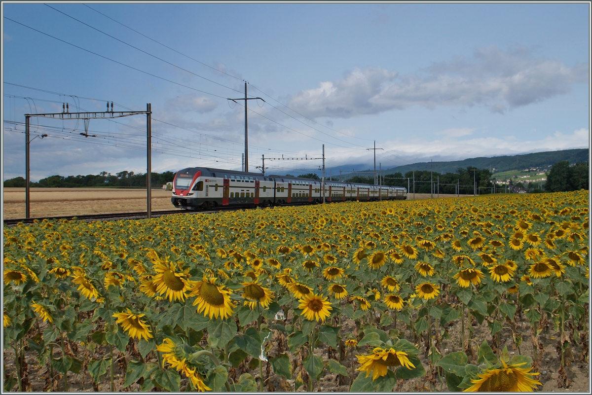 Ein sechsteiliger RABe 511 als RE 3216 von Vevey nach Genève kurz nach Allaman. 
8. Juli 2015