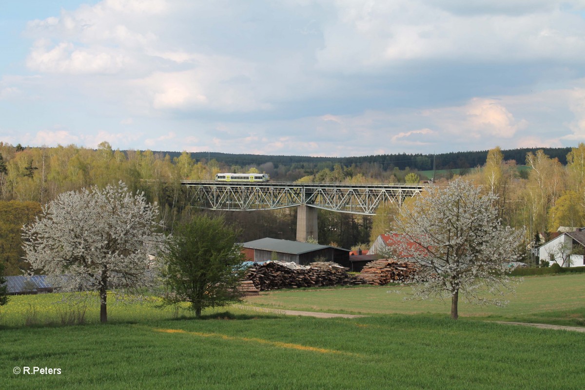 Eine Agilis auf dem Weg nach Kirchenlaibach bei Unterthölau. 22.04.14