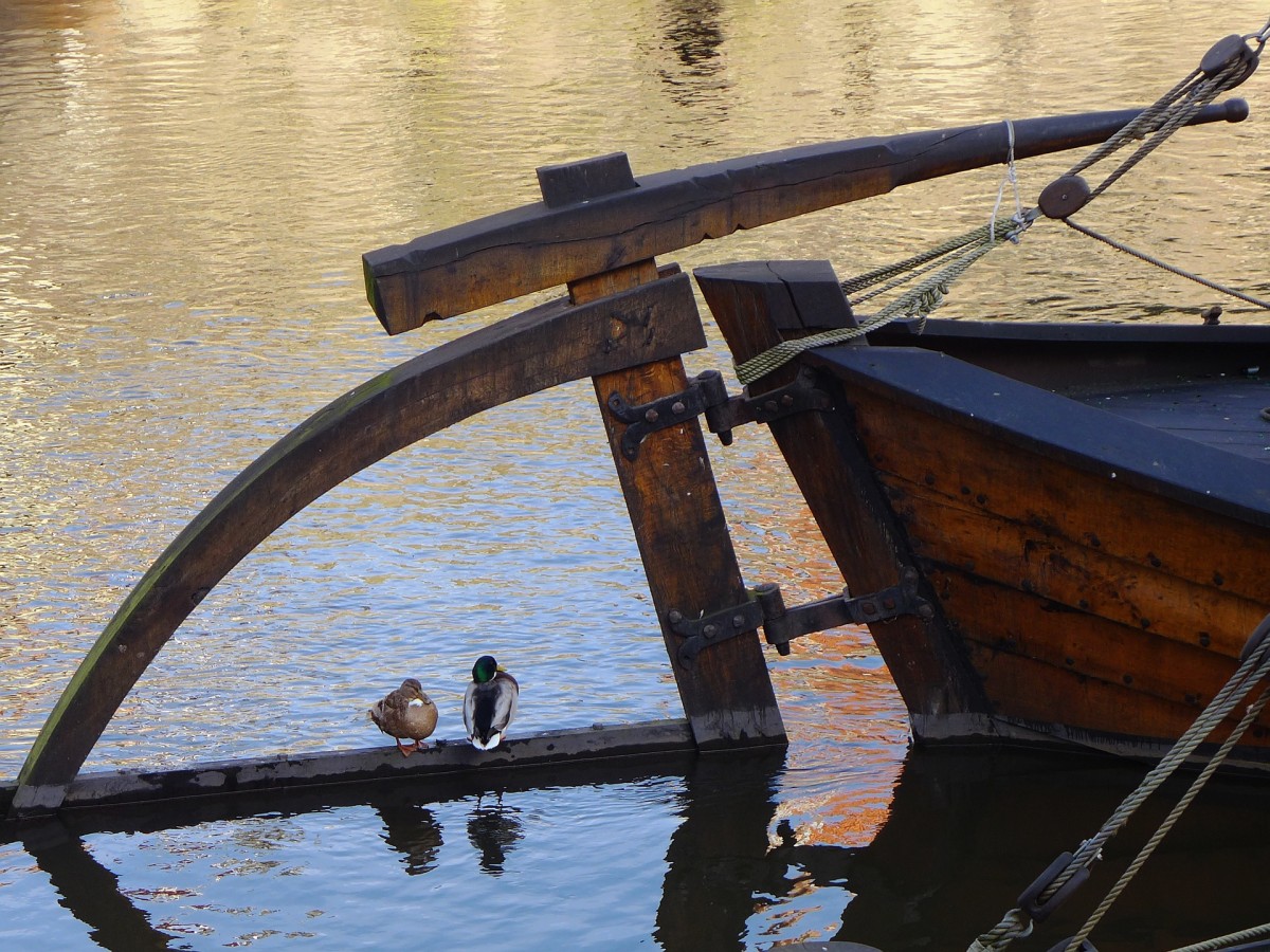 Enten auf der Ilmenau in Lüneburg.