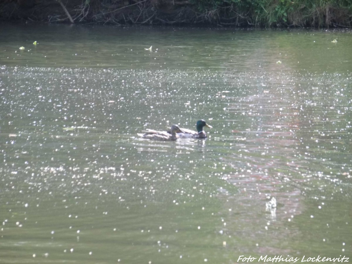 Enten beim scchwimmen auf der Saale in Halle (Saale) am 8.6.15