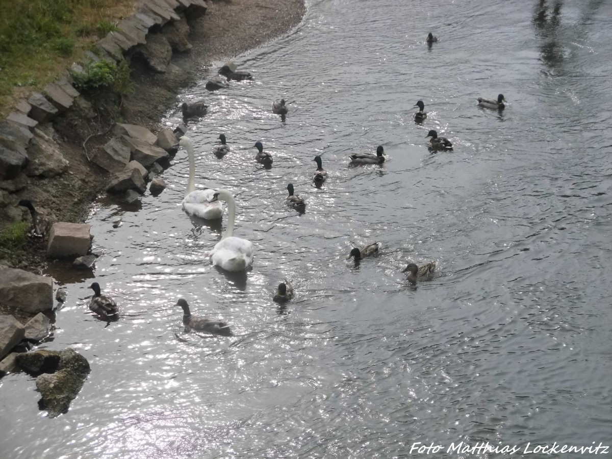 Enten und Schwne an der Saale am 18.6.15