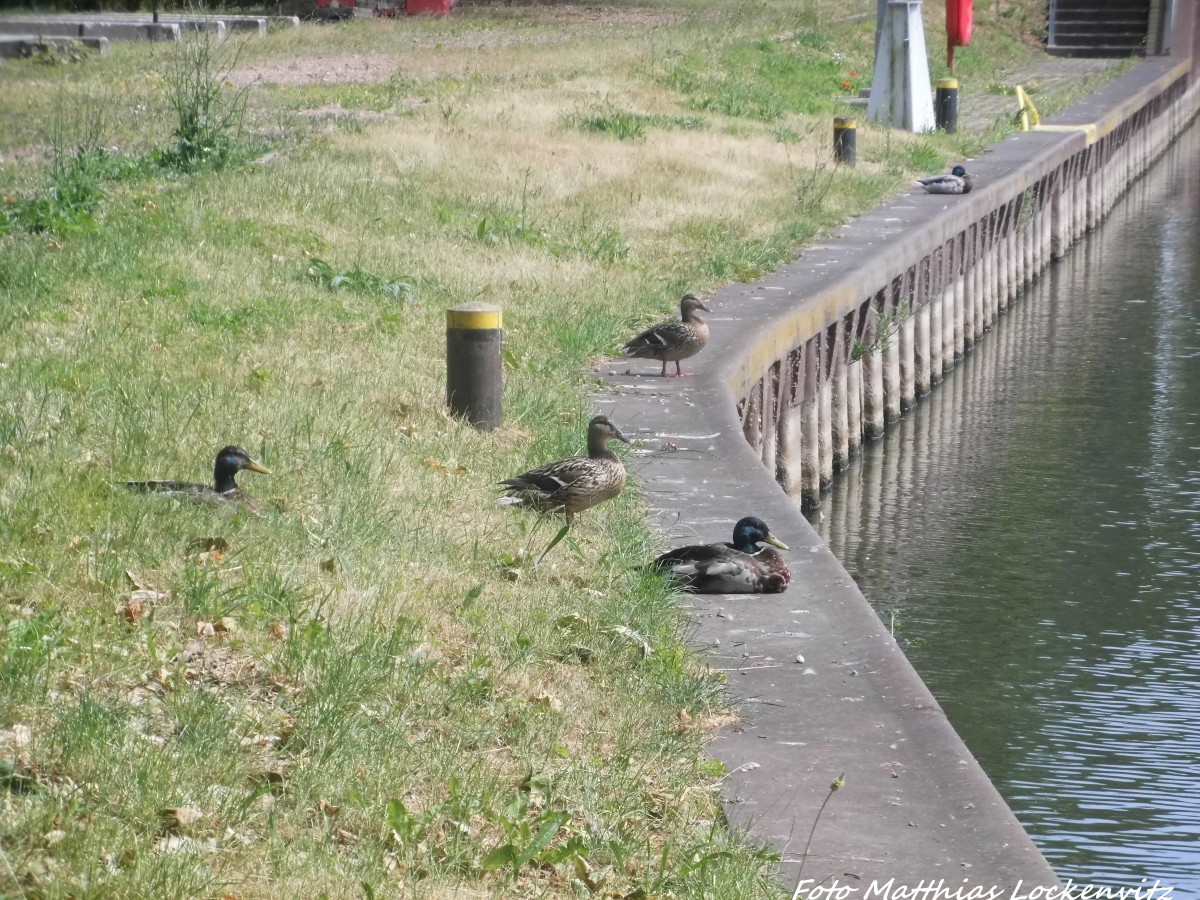 Enten sonnen sich an der Schleuse auf dr Rabeninsel am 8.6.15