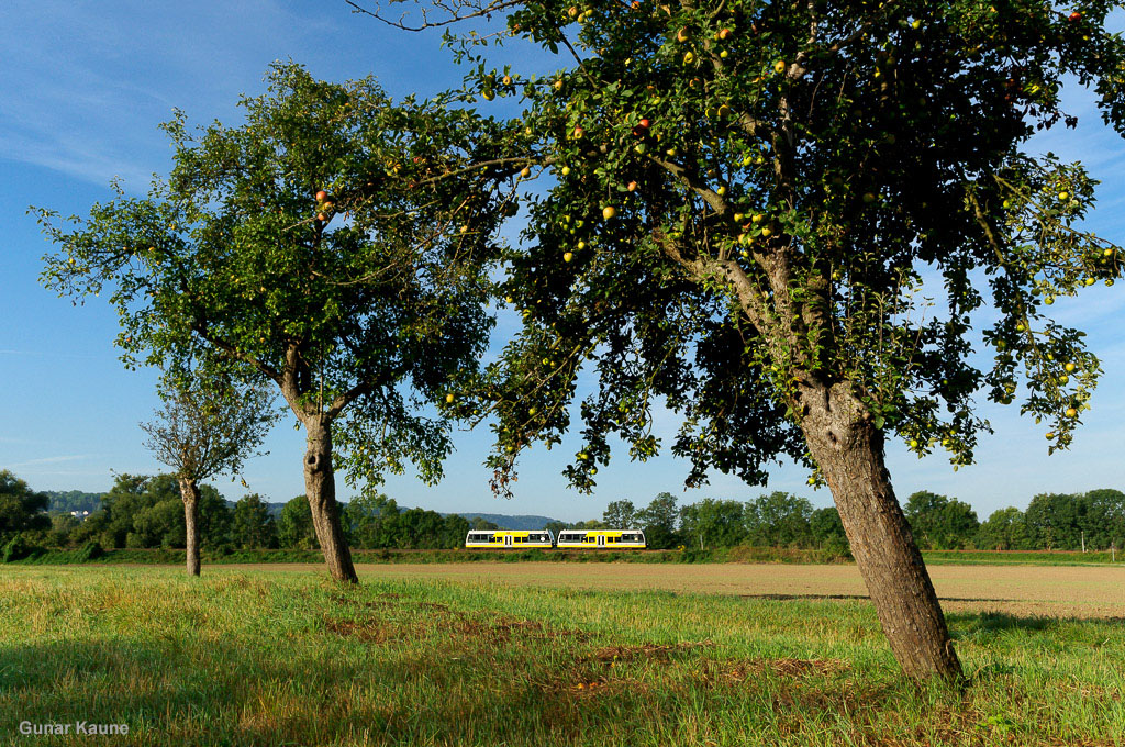 Im Herbst tragen die Apfelbäume ihre Früchte, das ist auch im Unstruttal nicht anders. Und so konnte dieses LVT/S-Doppel der Burgenlandbahn auf seinem Weg von Naumburg Ost nach Wangen am 02.09.2012 stimmungsvoll in einem Apfelhain bei Roßbach aufgenommen werden. (Foto: Gunar Kaune)