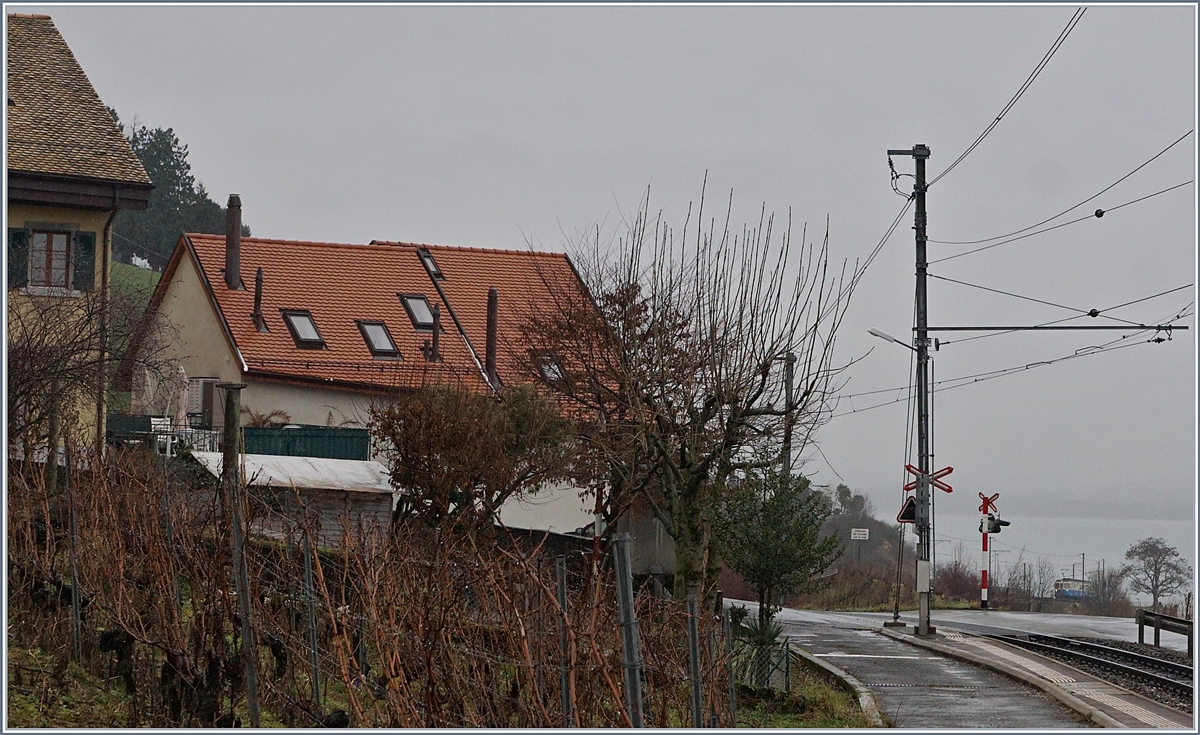 Ja was kommt denn da an diesem unfreundlichen Tag tief aus dem Tal den Berg hoch... Der MOB ABDe 8/8 4003 als Regionalzug 2330 Montreux - Chernex. Fotografenstandpunkt: die Haltestelle Planchamp. 
18. Jan. 2018