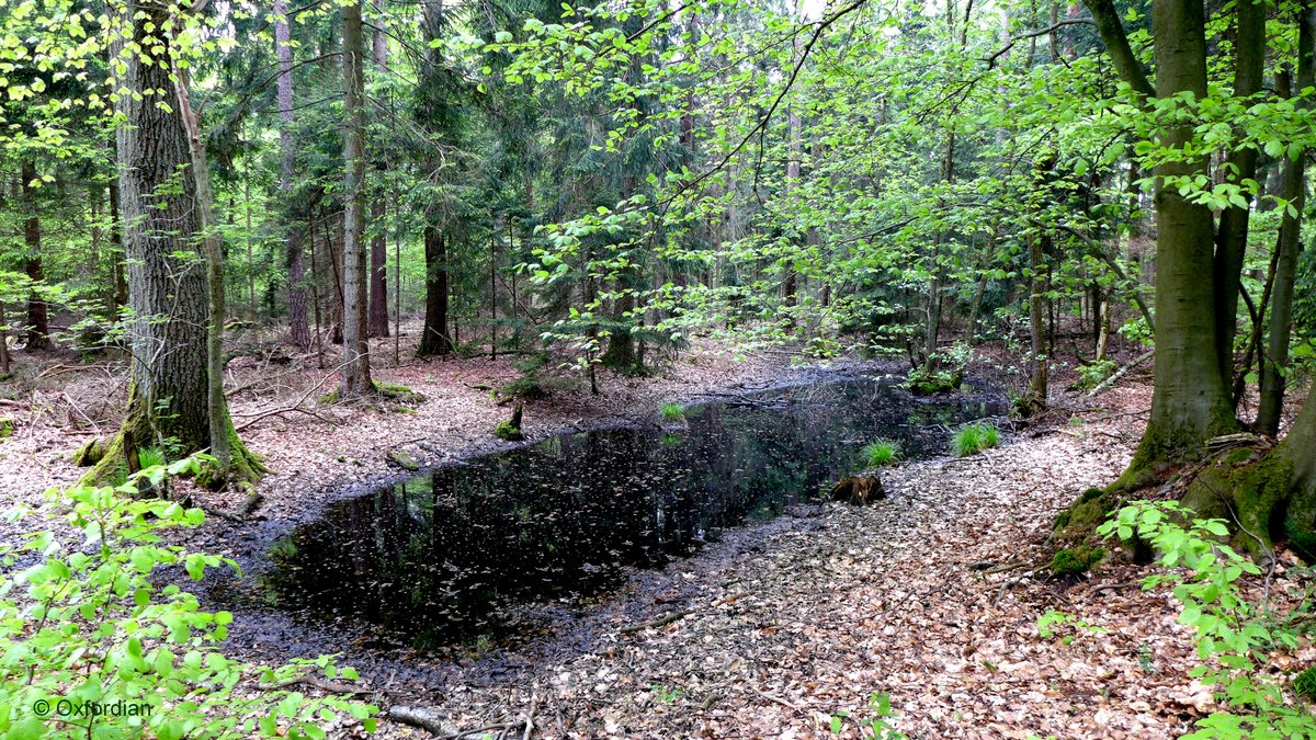 Kolk (Tümpel) im Landschaftsschutzgebiet Mönchsbruch, Landkreis Uelzen, Niedersachsen.