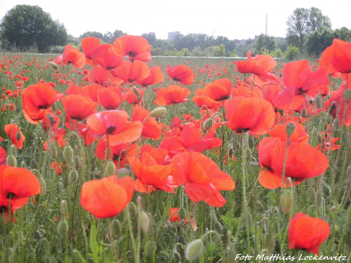 Mohnblumen in Halle (Saale) am 8.6.15