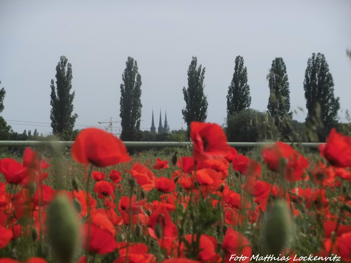 Mohnblumen und im Hintergrung die Marienkirche in Halle (Saale) am 8.6.15