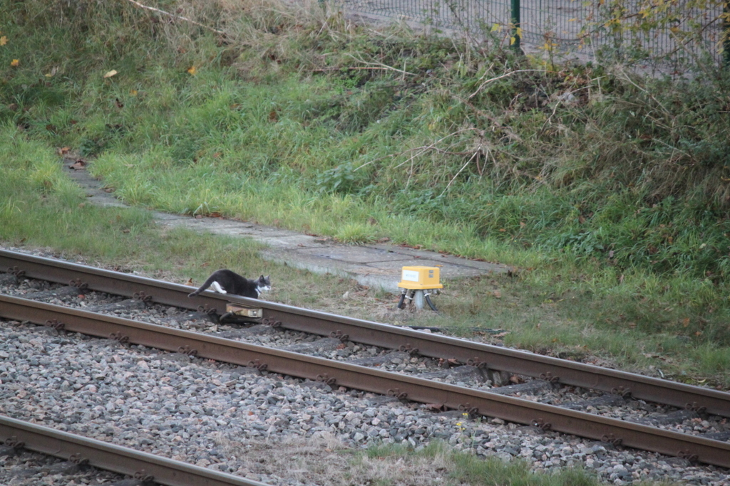 noch bevor die nächste Usedomer Bäderbahn kam wollte die Bahnhofs-Katze im Seebad Ahlbeck über die Gleise.22.10.2017