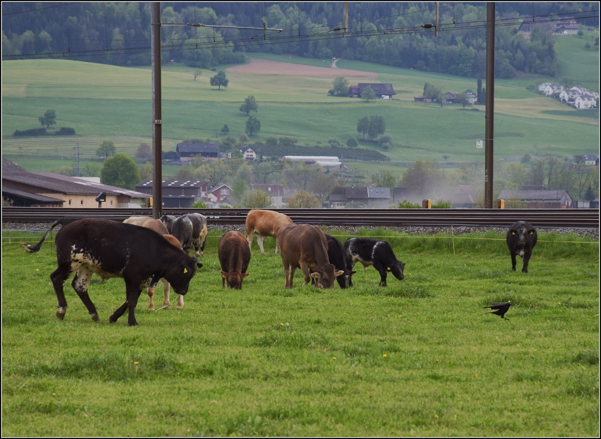 RABe-njagd (4)

Das geht ja gar nicht, dass sich der RABe da auf der Kuhweide niederlässt, und der ist immer noch da, schnaub und geifer nochmal. 

Reusshöfe, April 2022.