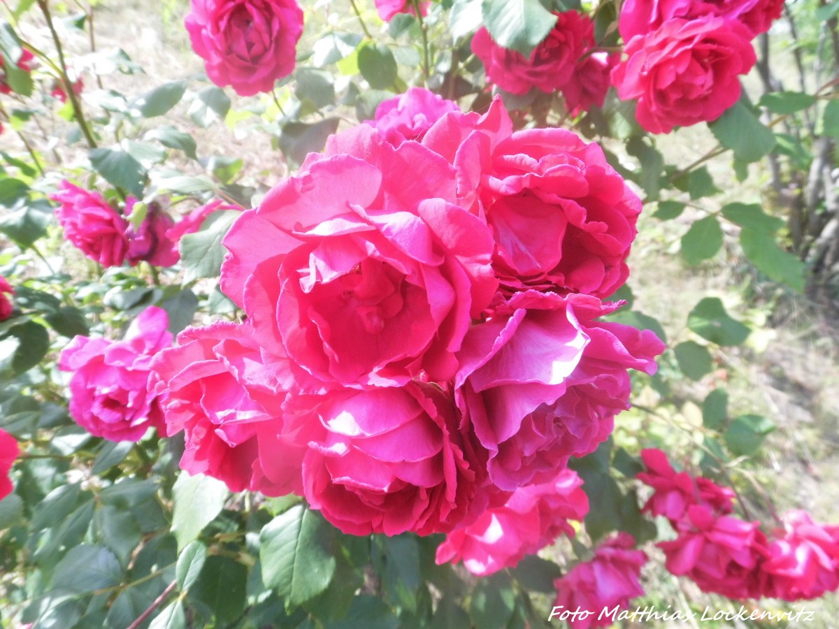 Rosen am Bahndamm in Holleben am 17.6.15